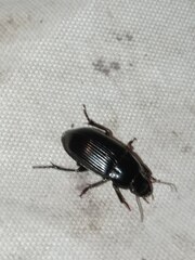 Harpalus