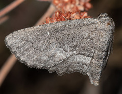 Aethaloida packardaria