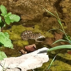 Pelophylax kurtmuelleri