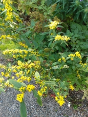 Solidago