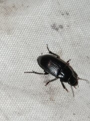 Harpalus