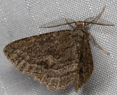 Aethaloida packardaria