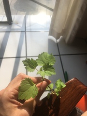 Perityle microglossa