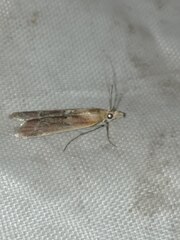 Ancylosis cinnamomella