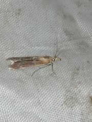 Ancylosis cinnamomella