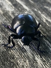 Timarcha goettingensis