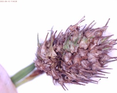 Carex typhina