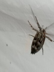 Trichoptera