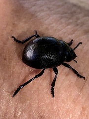 Timarcha goettingensis
