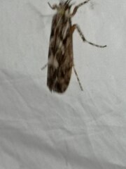 Trichoptera