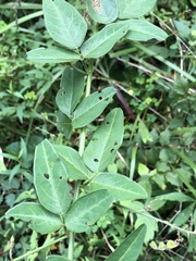 Desmodium perplexum