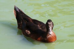 Anas platyrhynchos × Cairina moschata