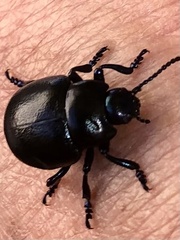 Timarcha goettingensis