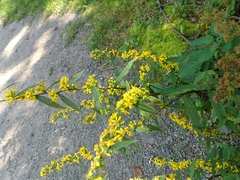 Solidago