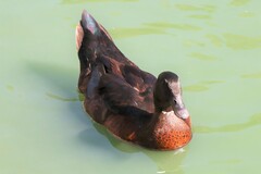 Anas platyrhynchos × Cairina moschata