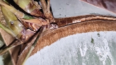 Curculionoidea