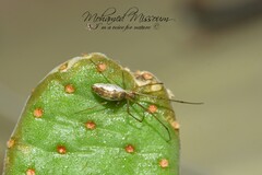 Tetragnatha extensa