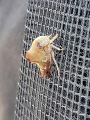 Telamona monticola