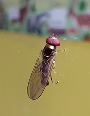 Melanostoma mellinum