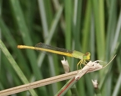 Ceriagrion coromandelianum