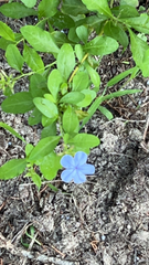 Plumbago auriculata