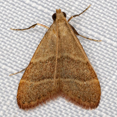 Arta epicoenalis