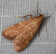 Arta epicoenalis