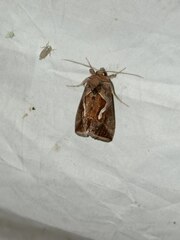 Macdunnoughia confusa