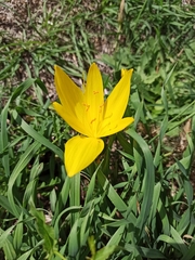 Sternbergia lutea