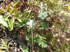 Potentilla argentea