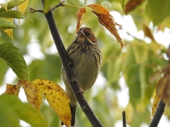 Emberiza pusilla