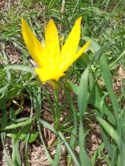 Sternbergia lutea