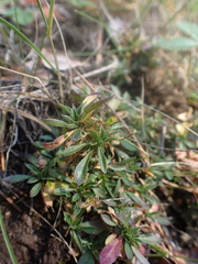 Draba sibirica