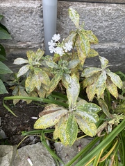 Golovinomyces magnicellulatus