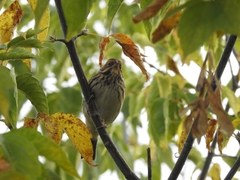 Emberiza pusilla
