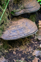 Ganoderma