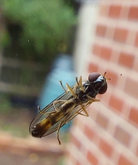 Melanostoma mellinum