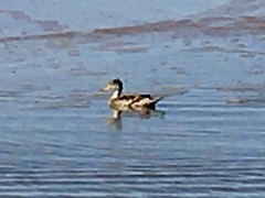 Anas georgica