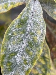 Golovinomyces magnicellulatus