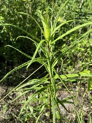 Helianthus angustifolius