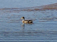 Anas georgica