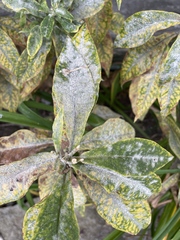 Golovinomyces magnicellulatus