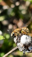 Halictus subauratus