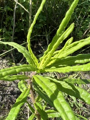 Helianthus angustifolius