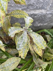 Golovinomyces magnicellulatus