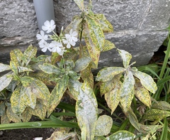 Golovinomyces magnicellulatus