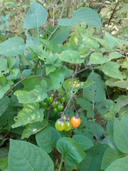 Solanum dulcamara