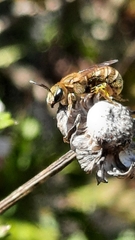 Halictus subauratus