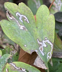 Phytomyza minuscula group