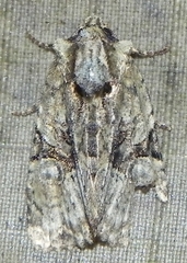 Oligia modica